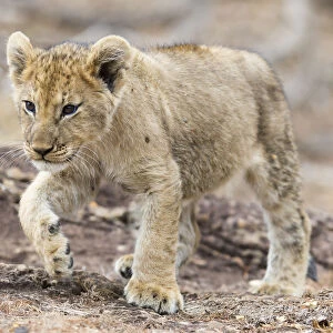 Lion cub (Panthera leo) walking, Kruger National Park, Mpumalanga, South Africa