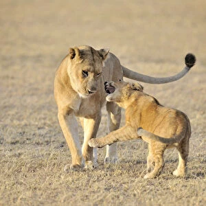 Lion (Panthera leo) cub playing with its mother, Tanzania, Ngorongoro Conservation Area