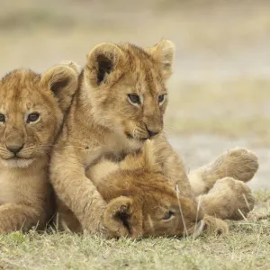 Lion (Panthera leo) cubs cuddling, Ngorongoro Conservation Area, Tanzania