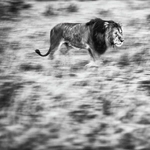 Lion (Panthera leo) walking through high grass, Maasai Mara National Reserve, Rift Valley Province, Kenya