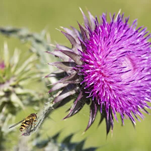 Milk Thistle (Silybum marianum) flower with Hoverfly (Didea fasciata) settled on one of its leaves