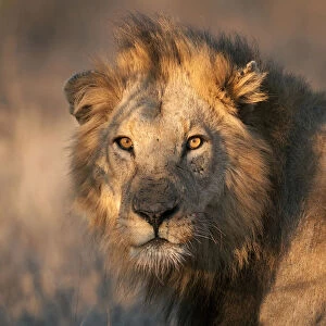Portrait of a Lion (Panthera leo) staring in the lens, South-Africa, Limpopo