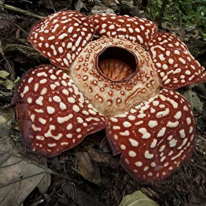 Rafflesia (Rafflesia Keithii) flower, Sabah, Borneo, Malaysia