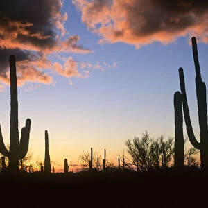 Saguaro (Carnegiea gigantea) cacti at sunset, Saguaro National Monument, Arizona