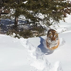 Siberian Tiger (Panthera tigris altaica) adult running in snow, Montana, USA