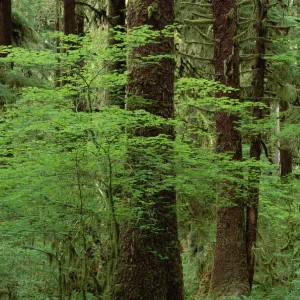 Western Hemlock (Tsuga heterophylla) in old growth temperate rainforest, North America