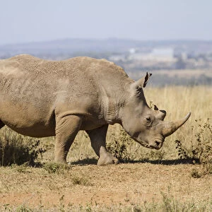 White Rhinocerous (Ceratohtherium simum) in Nairobi National Park with buildings in