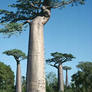 adansonia digitata, baobab