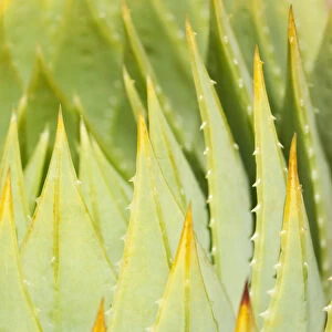 Aloe, Aloe polyphylla