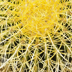 Cactus, Golden barrel cactus, Echinocactus, Echinocactus grusonii