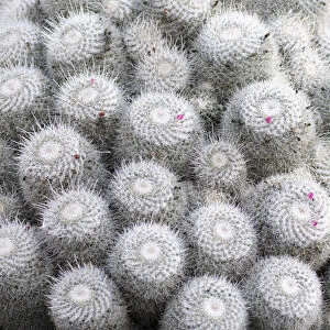 Cactus, Pincushion cactus, Mammillaria, Mammillaria bombycina