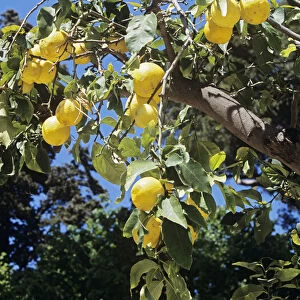citrus limon, lemon, yellow subject
