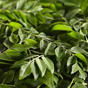 Curry leaves, Murraya koenigii, mass of leaves of the Curry tree on stems