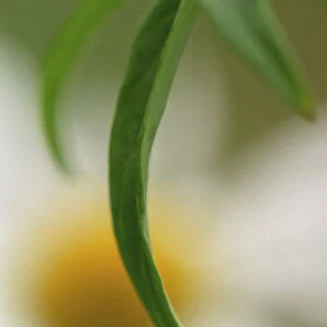 Daisy, Ox-eye daisy, Leucanthemum vulgare