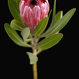 Evergreen Unusual plant Shrub Plant Oleander-leaf Protea