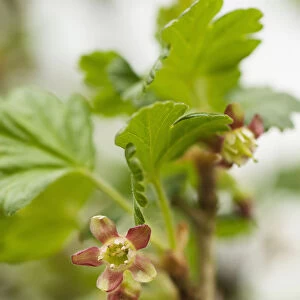 Gooseberry, Ribes uva-crispa Invicta