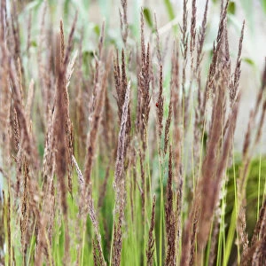 Hornbeam, Feather reed grass, Calamagrostis x acutiflora Karl Foerster