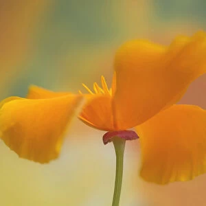 Poppy, Californian poppy, Eschscholzia californica