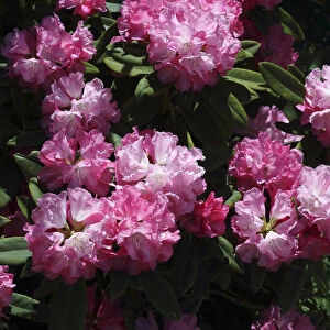 Rhododendron, Rhododendron Rosy Dream yakushimanum x Britannia