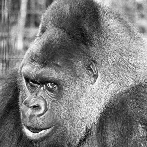 Apes Collection: Gorilla