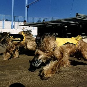 Afghan Hounds race at Reading Small Meade Stadium. A rather more upmarket version of
