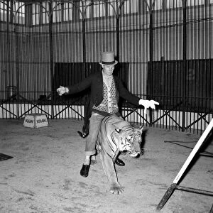 Alex Kerr and tiger Khan Man straddling big cat December 1957