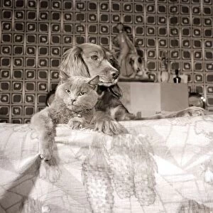 Animal Friendships. Cat and dog lying together, 1956