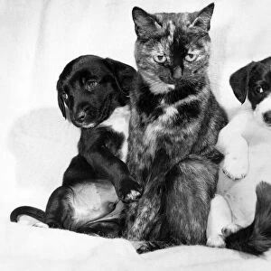 Animals - Cats with Dogs: Daisys Duo Is Just Puppy Love