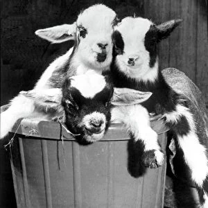 A basket full of trouble in the shape of four pygmy goats which were born at Coombe Abbey