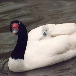 A black necked swan carries one of its cygnets on its back