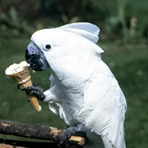 Brolly the cockatoo eating an ice cream June 1985