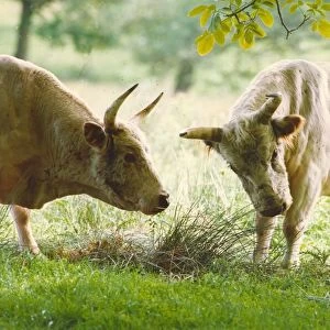 Chillingham wild cattle