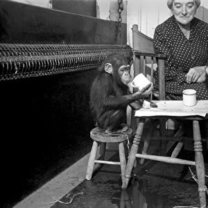 The Chimps going through their training today. March 1953 D1170-001