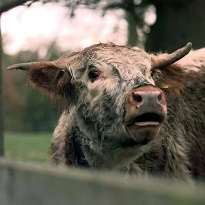 A cow calls at the Shugborough hall farm near Stafford