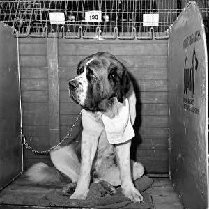 Croydon Dog show at olympia. Sad looking St Bernard dog. May 1950 O24304-002