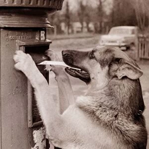 A dog posts a letter in a mail box