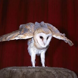Dolly the Barn owl at Heritage Wildlife Centre, Sussex Middleton-on-Sea