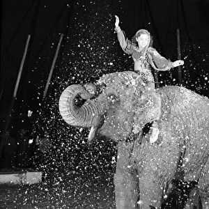 Entertainments: Circus Animals. Birmia the ten year old female elephant is the "