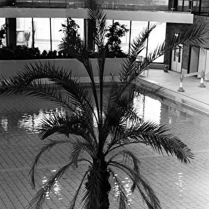 The European date palm tree, in the leisure pool of the new Newport Centre, Kingsway