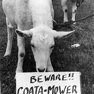 These goats were used to cut the grass on an industrial estate on Tyneside