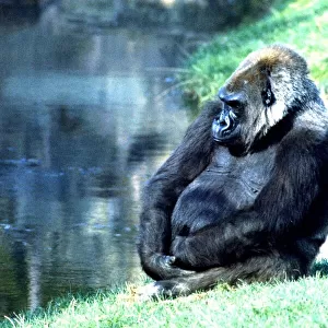 Gorilla sitting down by the lake at Chester Zoo. October 1977