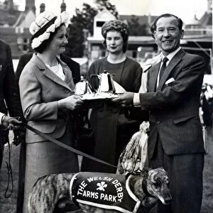 Greyhound racing picture shows: Summerhill Fancy winner of The Welsh Greyhound Derby at