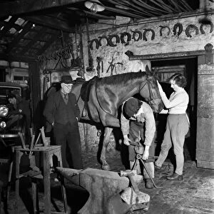 A horse being re-shoed by a blacksmith at his forge January 1948. O22134