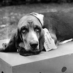 Humphrey, the bassett hound, lies on his packing case already labelled