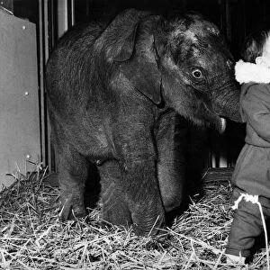 Little Lisa Roland is hoping this baby elephant will not forget she only a toddler, too