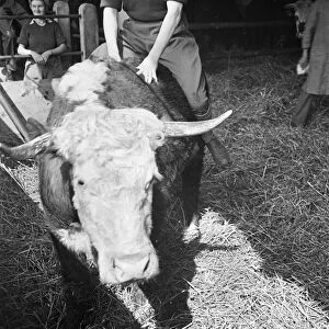 Members of the Women Land Army (WLA) giving a Jersey calf a brush down at Blackalls Farm