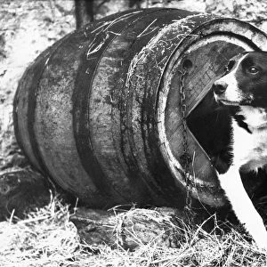 Nap the Sheep dog emerges from his barrel kennel