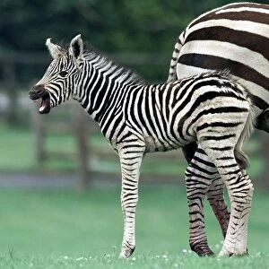 A new star in stripes "Zena"the hour old Zebra foal takes her first glimpse at