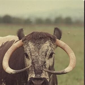 Newbrook Open Prison Farm is a Longhorn Cow called Fidelity