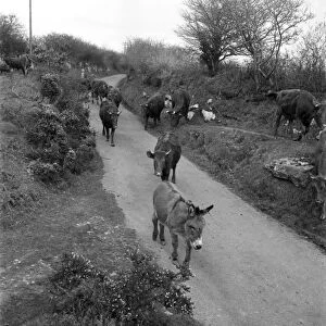 "Pansy"the donkey leads the cows to milking sheds. April 1952 C1969